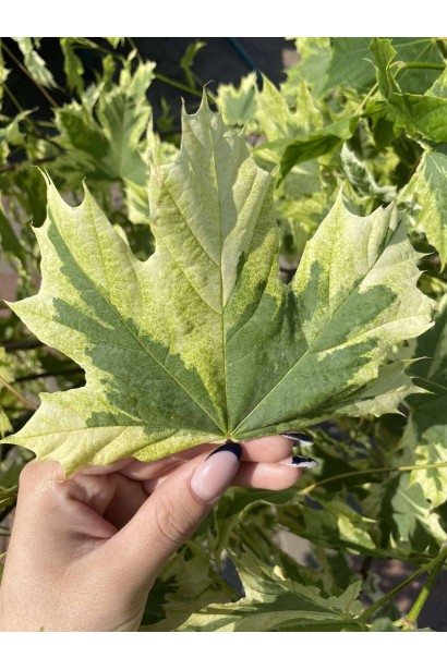 Клен гостролистий Друмонді 